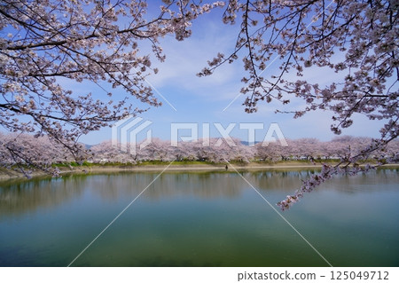 Cherry blossom trees in full bloom at Karako Pond in the Karako-Kagi ruins at the Yayoi ruins in Nara Cherry blossom trees in full bloom at Karako Pond in the Karako-Kagi ruins at the Yayoi ruins in Nara 125049712
