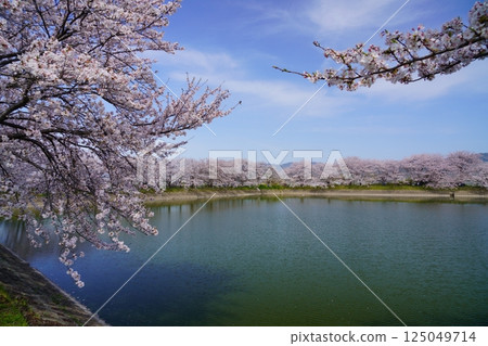 Cherry blossom trees in full bloom at Karako Pond in the Karako-Kagi ruins at the Yayoi ruins in Nara 125049714