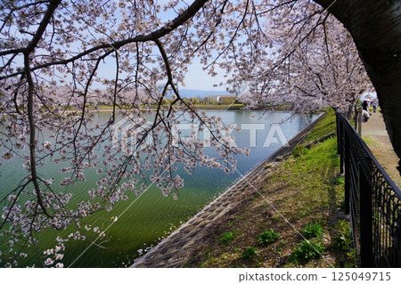 Cherry blossom trees in full bloom at Karako Pond in the Karako-Kagi ruins at the Yayoi ruins in Nara Cherry blossom trees in full bloom at Karako Pond in the Karako-Kagi ruins at the Yayoi ruins in Nara 125049715