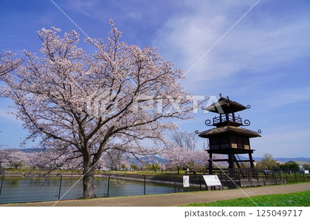 奈良彌生遺址：唐子鍵遺址的塔樓和盛開的櫻花樹 125049717