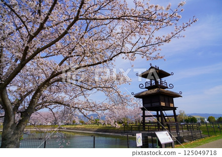 Yayoi ruins in Nara: Towers and cherry blossom trees in full bloom at Karako-Kagi ruins Yayoi ruins in Nara: Towers and cherry blossom trees in full bloom at Karako-Kagi ruins 125049718
