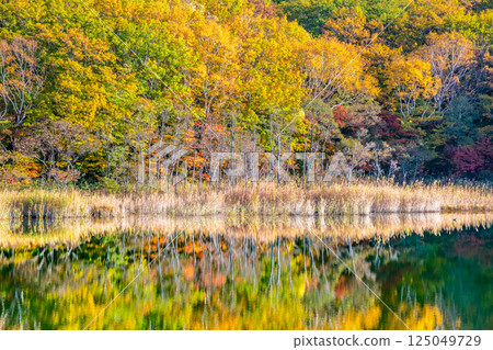 岩手縣 - 八幡平紅葉 - 禦在所湖水鏡 125049729