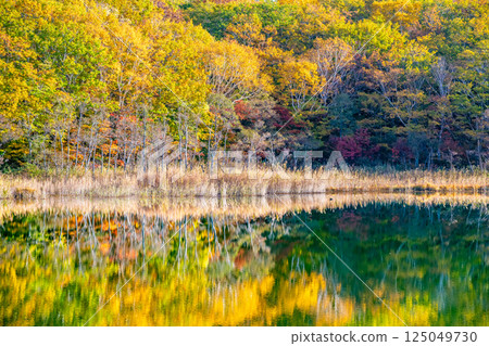 岩手縣 - 八幡平紅葉 - 禦在所湖水鏡 岩手縣 - 八幡平紅葉 - 禦在所湖水鏡 125049730