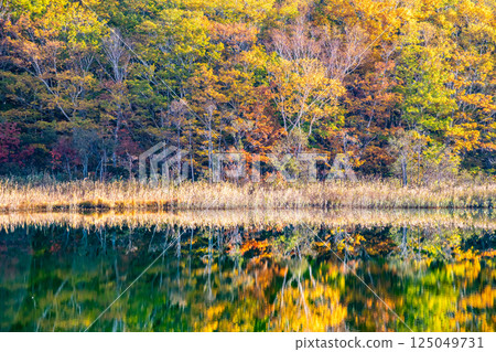 Iwate - Hachimantai covered in autumn leaves - The water mirror of Gozaisho Lake 125049731