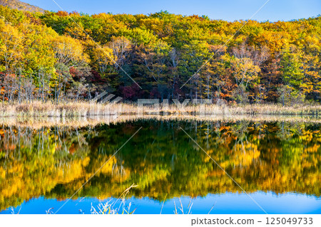 Iwate - Hachimantai covered in autumn leaves - The water mirror of Gozaisho Lake 125049733