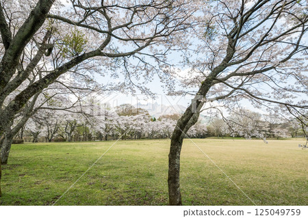 Mt. Nekodake and cherry blossom scenery 125049759