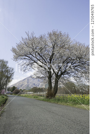 貓岳與櫻花美景 125049765