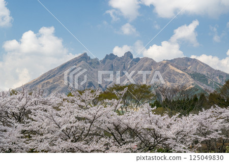 貓岳與櫻花美景 125049830