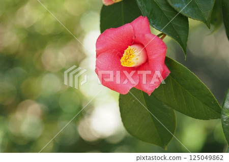 一朵紅色山茶花 一朵紅色山茶花 125049862