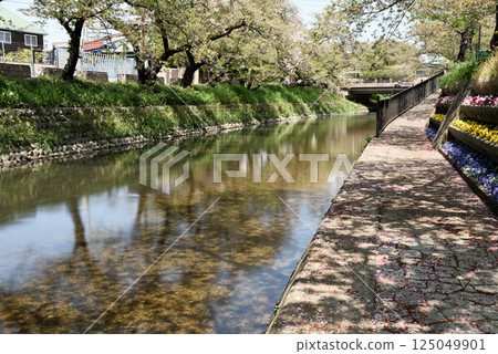 岩倉五條川沿岸的落櫻 125049901