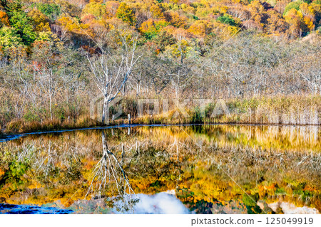 Iwate - Hachimantai covered in autumn leaves - Akanuma Pond, a water mirror 125049919