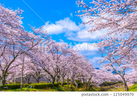 Cherry blossom trees along the Nanatani River in Kyoto 125049970