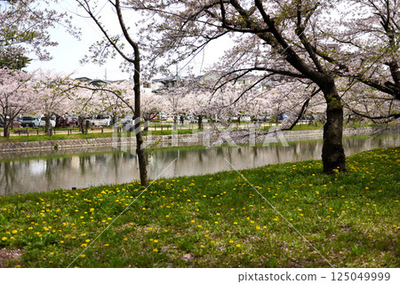 Kijo Park: Rape blossoms and cherry blossoms 125049999