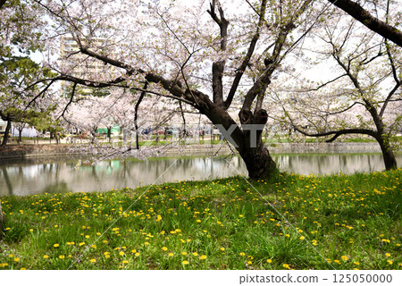 Kijo Park: Rape blossoms and cherry blossoms 125050000