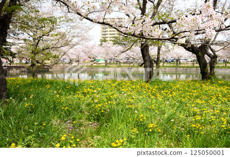 Kijo Park: Rape blossoms and cherry blossoms 125050001