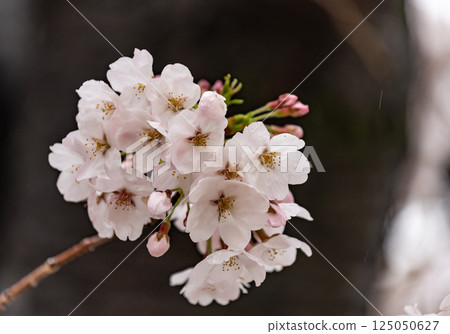 Cherry Blossoms Cherry Blossoms 125050627