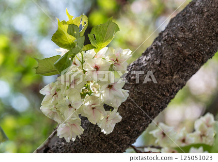 Cherry blossoms (Ukinzakura) 125051023