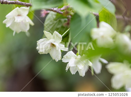 櫻花(浮金櫻) 櫻花(浮金櫻) 125051026
