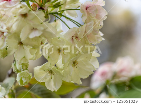 Cherry blossoms (Ukinzakura) 125051029