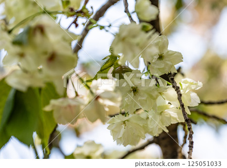 櫻花（浮金櫻） 125051033