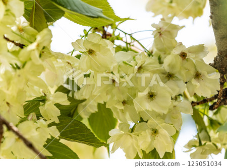 櫻花(浮金櫻) 櫻花(浮金櫻) 125051034