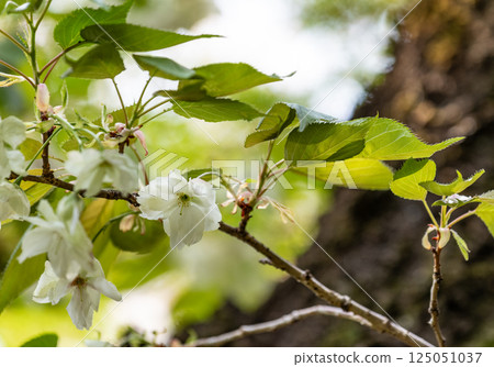 Cherry blossoms (Ukinzakura) 125051037