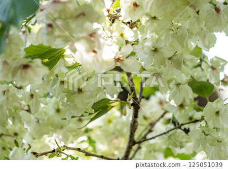 櫻花（浮金櫻） 125051039