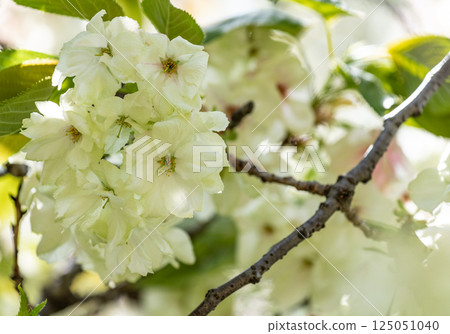 櫻花（浮金櫻） 125051040