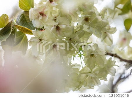 Cherry blossoms (Ukinzakura) 125051046