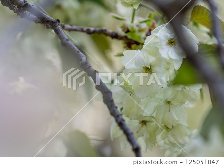 櫻花（浮金櫻） 125051047