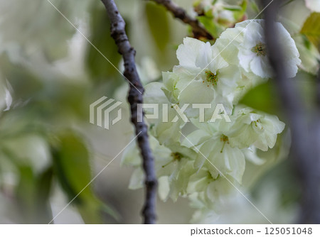 Cherry blossoms (Ukinzakura) 125051048