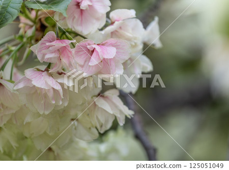 Cherry blossoms (Ukinzakura) 125051049