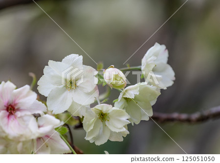 Cherry blossoms (Ukinzakura) 125051050