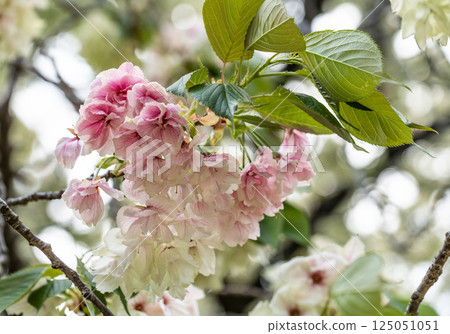 Cherry blossoms (Ukinzakura) Cherry blossoms (Ukinzakura) 125051051
