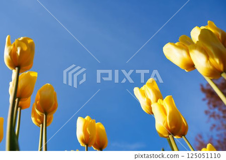 Clear sky and ice tulips 125051110