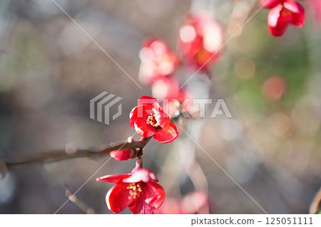Bokeh flower glow Bokeh flower glow 125051111