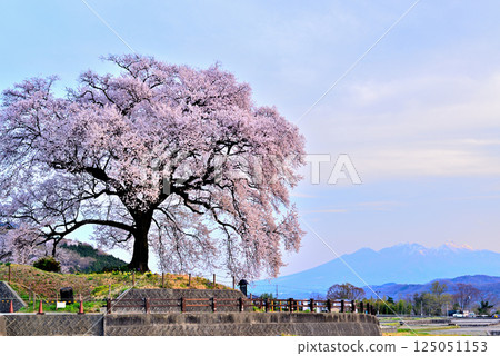 The 330-year-old Wanizuka cherry tree and the Yatsugatake mountains bathed in the morning sun 125051153