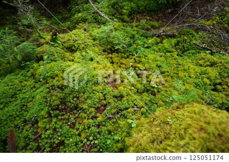 苔蘚森林 125051174