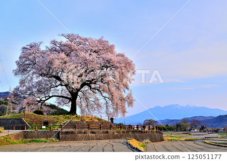 樹齡330年的鱷塚櫻與沐浴朝陽的八岳 125051177