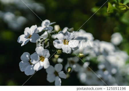 繡線 125051196