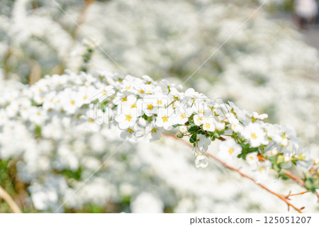 Yukiyanagi 125051207