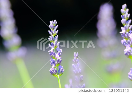薰衣草開始綻放 薰衣草開始綻放 125051343