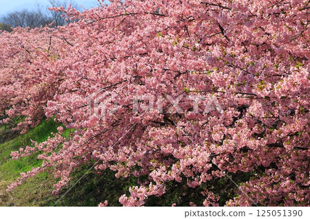 藤原橋河津櫻花 藤原橋河津櫻花 125051390