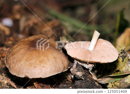 中型棕色蘑菇(Shikatake)的正面和背面(自然光 + 閃光燈微距特寫) 中型棕色蘑菇(Shikatake)的正面和背面(自然光 + 閃光燈微距特寫) 125051409
