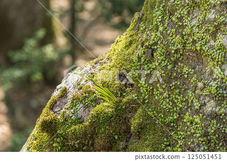Moss-covered tree trunks, Kasugayama Primeval Forest, Nara City Moss-covered tree trunks, Kasugayama Primeval Forest, Nara City 125051451