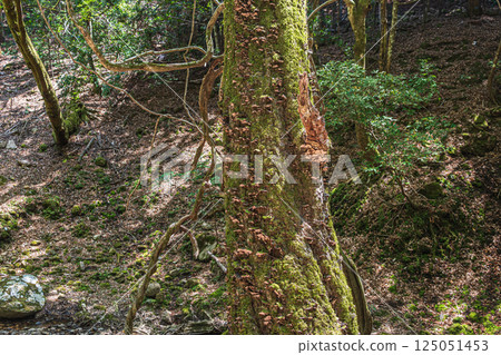 春日山原始森林:奈良市古樹上生長的蘑菇 春日山原始森林:奈良市古樹上生長的蘑菇 125051453
