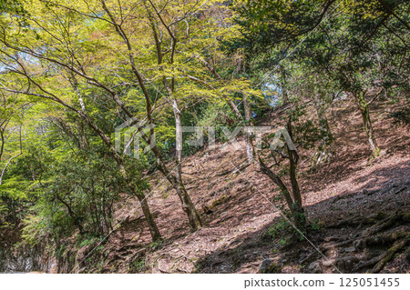 春日山原始森林 奈良市 125051455