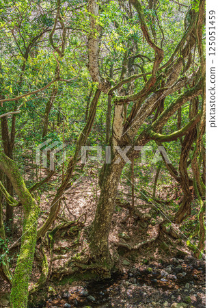 春日山原始森林 奈良市 125051459