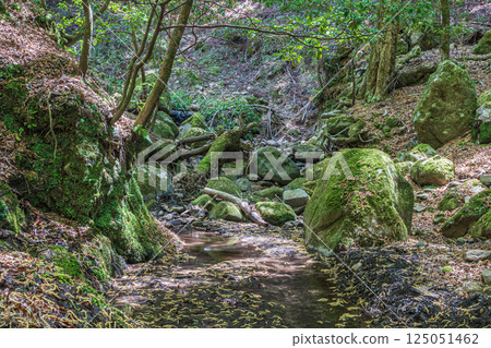 A mountain stream in the Kasugayama primeval forest, Nara City A mountain stream in the Kasugayama primeval forest, Nara City 125051462