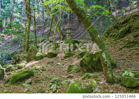 春日山原始森林 奈良市 春日山原始森林 奈良市 125051466